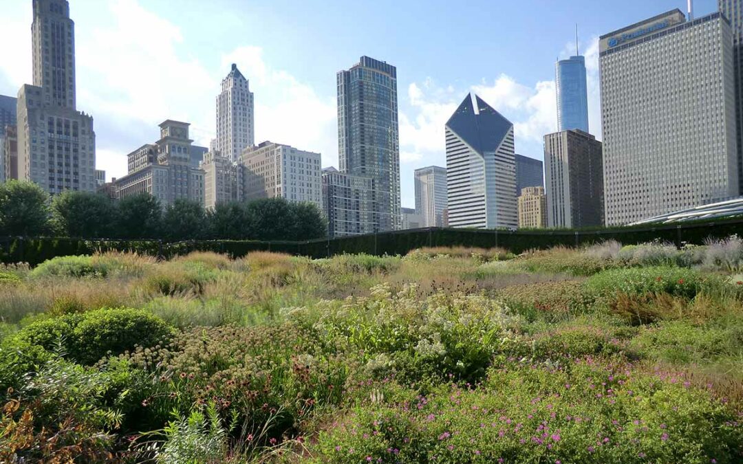 Green Roof Chicago
