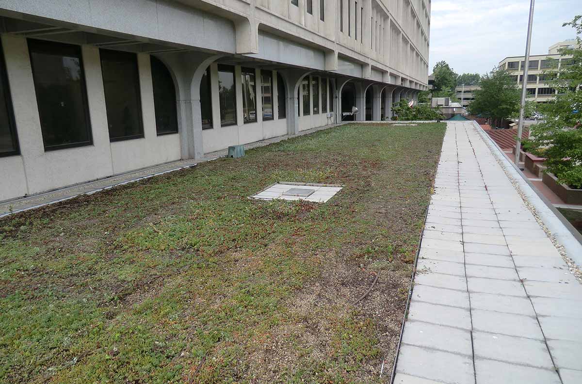 Green Roof - Fed Building