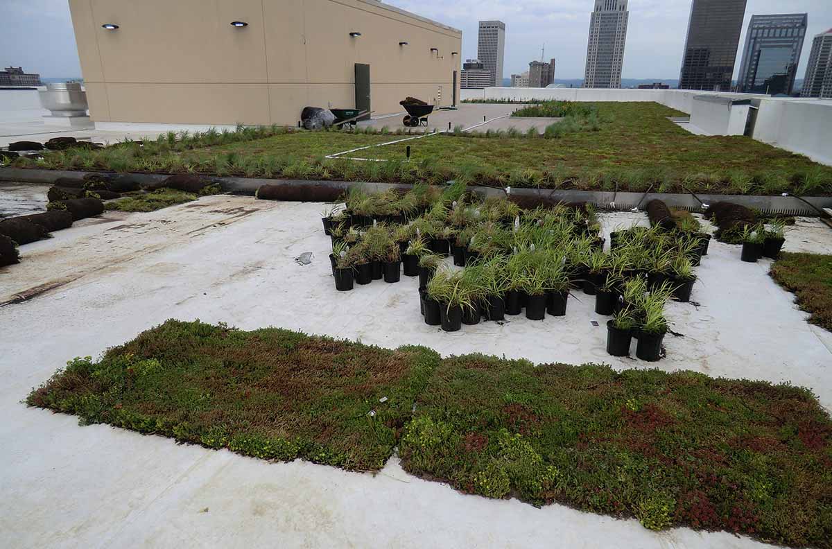 Green Roof - Nucleas